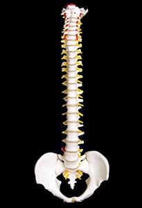 spine-specialist-in-costa-mesa-orange-county-orthopedic-clinic-2